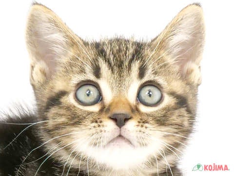 埼玉県のアメリカンショートヘアー (コジマ浦和店/2024年3月9日生まれ/男の子/ブラウンタビー)の子猫