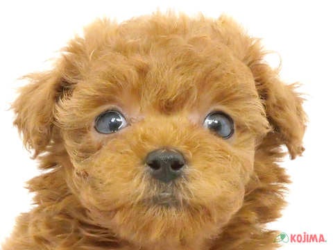 千葉県のトイプードル(トイ) (コジマアリオ市原店/2024年3月12日生まれ/女の子/レッド)の子犬