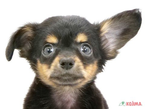 神奈川県のチワックス(チワワ×ダックス) (コジマアリオ橋本店/2024年3月10日生まれ/女の子/ブラックタン)の子犬