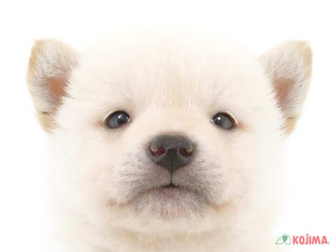 埼玉県の柴犬(標準サイズ) (コジマ大宮店/2024年3月11日生まれ/男の子/白)の子犬