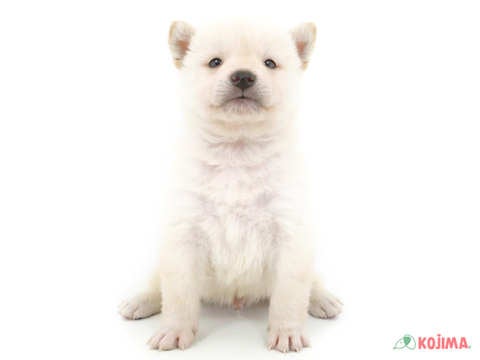 2024年3月11日生まれの柴犬(標準サイズ)の2枚目の写真
