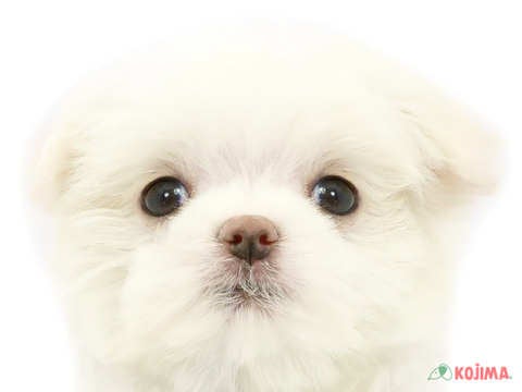 東京都のマルチーズ (コジママチノマ大森店/2024年3月12日生まれ/女の子/ホワイト)の子犬