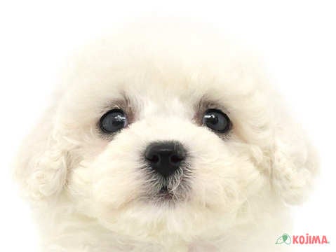 東京都のビションフリーゼ (コジマGRAND亀戸店/2024年3月9日生まれ/女の子/ホワイト)の子犬