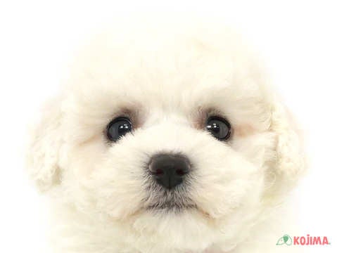 東京都のビションフリーゼ (コジマ目黒店/2024年3月9日生まれ/女の子/ホワイト)の子犬