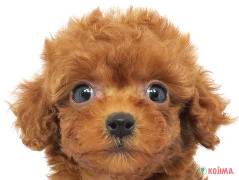 千葉県のポメプー(ポメラニアン×プードル) (コジマ四街道店/2024年3月11日生まれ/女の子/レッド)の子犬