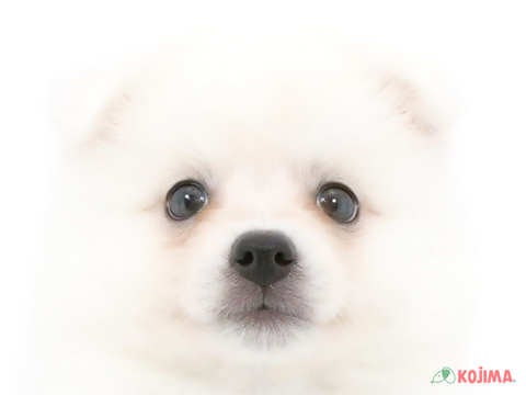 東京都の日本スピッツ (コジマアリオ葛西店/2024年3月10日生まれ/男の子/ホワイト)の子犬