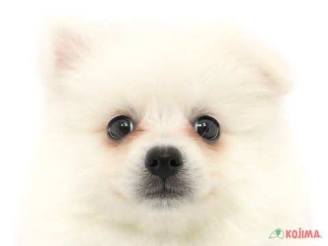 東京都の日本スピッツ (コジマ町田店/2024年3月10日生まれ/男の子/ホワイト)の子犬