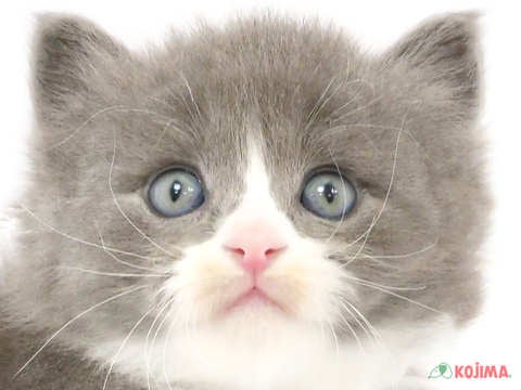 茨城県のスコティッシュストレート (コジマイーアスつくば店/2024年3月12日生まれ/男の子/ブルーホワイト)の子猫