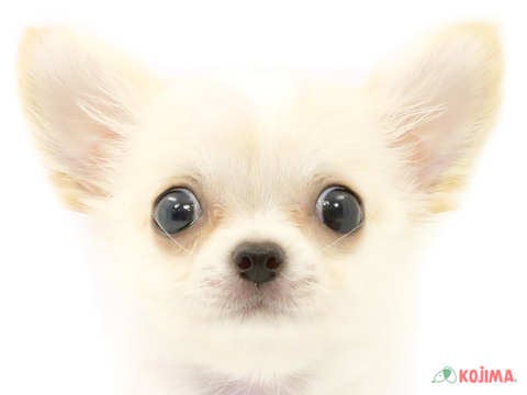 千葉県のチワワ(ロング) (コジマウエルケアセンター/2024年3月2日生まれ/男の子/クリームホワイト)の子犬