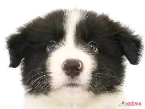 神奈川県のボーダーコリー (コジマニトリモール相模原店/2024年3月12日生まれ/男の子/ブラックホワイト)の子犬