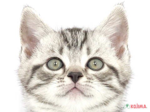 埼玉県のスコティッシュストレート (コジマ大宮店/2024年3月12日生まれ/男の子/シルバータビー)の子猫