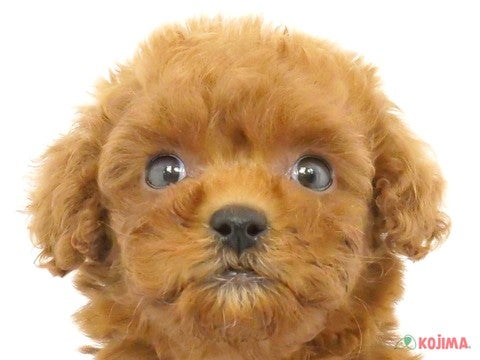 東京都のポメプー(ポメラニアン×プードル) (コジマ国分寺店/2024年3月11日生まれ/女の子/レッド)の子犬