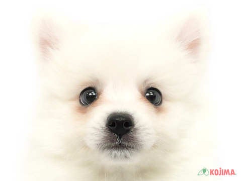 東京都の日本スピッツ (コジマアリオ亀有店/2024年3月10日生まれ/男の子/ホワイト)の子犬