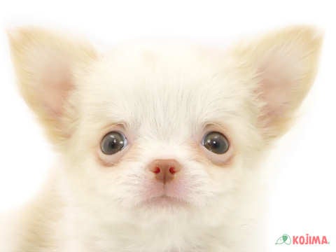 茨城県のチワワ(ロング) (コジマイーアスつくば店/2024年3月8日生まれ/男の子/クリームホワイト)の子犬