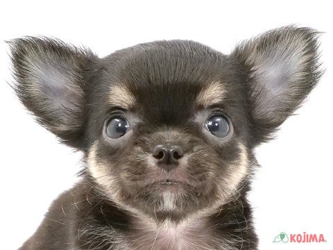 千葉県のチワワ(ロング) (コジマ松戸店/2024年3月12日生まれ/女の子/ブラックタン)の子犬