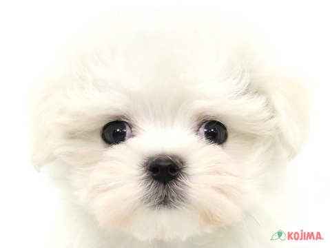 東京都のマルチーズ (コジマ目黒碑文谷店/2024年3月8日生まれ/女の子/ホワイト)の子犬