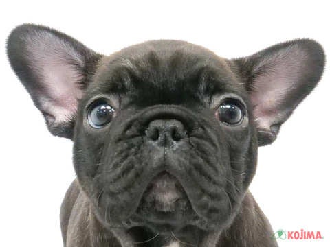 東京都のフレンチブルドッグ (コジマソコラ用賀店/2024年3月9日生まれ/男の子/ブリンドル)の子犬
