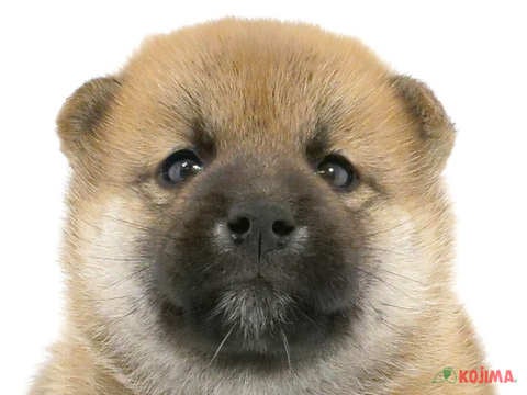 東京都の柴犬(標準サイズ) (コジマ府中店/2024年3月11日生まれ/男の子/赤)の子犬