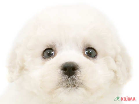 神奈川県のビションフリーゼ (コジマ横浜青葉店/2024年3月9日生まれ/女の子/ホワイト)の子犬