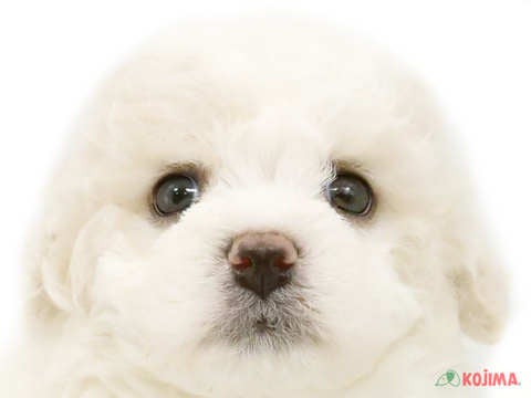 神奈川県のビションフリーゼ (コジマニトリモール相模原店/2024年3月11日生まれ/男の子/ホワイト)の子犬