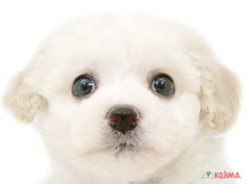 茨城県のビションフリーゼ (コジマイーアスつくば店/2024年3月11日生まれ/男の子/ホワイト)の子犬