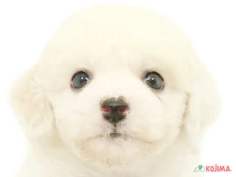 東京都のビションフリーゼ (コジマ国分寺店/2024年3月11日生まれ/男の子/ホワイト)の子犬