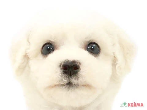 東京都のビションフリーゼ (コジマアリオ葛西店/2024年3月11日生まれ/男の子/ホワイト)の子犬