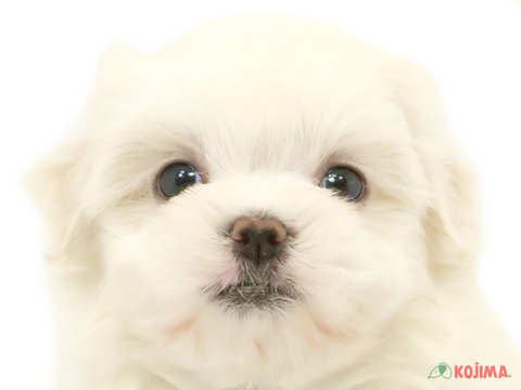 埼玉県のマルチーズ (コジマ大宮店/2024年3月10日生まれ/女の子/ホワイト)の子犬