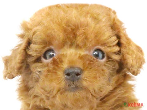 東京都のトイプードル(トイ) (コジマ足立店/2024年3月12日生まれ/男の子/レッド)の子犬
