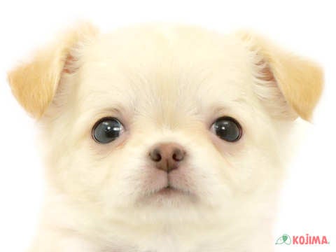 東京都のチワワ(ロング) (コジマソコラ用賀店/2024年3月11日生まれ/女の子/クリーム)の子犬