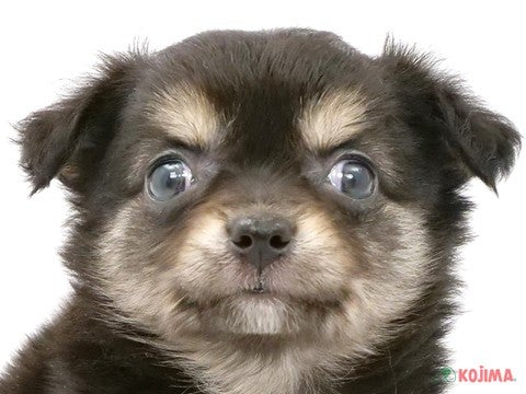 東京都のチワワ(ロング) (コジマ阿佐ヶ谷店/2024年3月10日生まれ/女の子/ブラックタンホワイト)の子犬