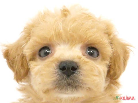 東京都のビションプー(ビションフリーゼ×プードル) (コジマ府中店/2024年3月12日生まれ/男の子/アプリコットホワイト)の子犬