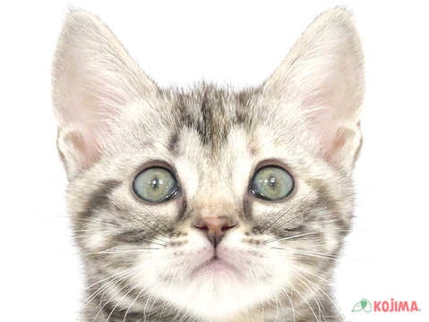 東京都のアメリカンショートヘアー (コジマ府中店/2024年3月12日生まれ/女の子/シルバーパッチドタビー)の子猫