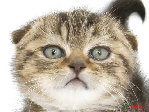 埼玉県のスコティッシュフォールド (コジマ大宮店/2024年3月11日生まれ/男の子/ブラウンタビー)の子猫