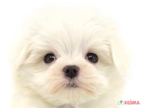 埼玉県のマルチーズ (コジマ三郷店/2024年3月10日生まれ/男の子/ホワイト)の子犬