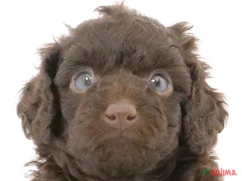 茨城県のトイプードル(トイ) (コジマイーアスつくば店/2024年3月6日生まれ/女の子/ブラウン)の子犬