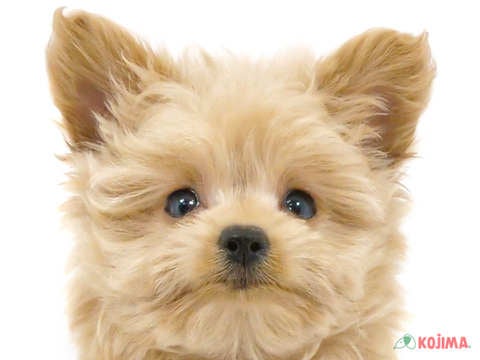 東京都のポメプー(ポメラニアン×プードル) (コジマ国領店/2024年3月10日生まれ/女の子/アプリコット)の子犬