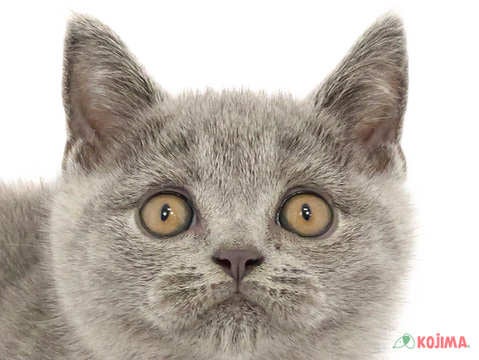 東京都のブリティッシュショートヘアー (コジマ町田店/2024年3月13日生まれ/女の子/ブルー)の子猫
