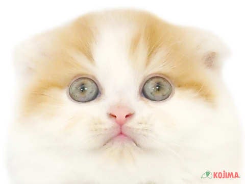 埼玉県のスコティッシュフォールド (コジマモラージュ菖蒲店/2024年3月11日生まれ/男の子/クリームタビーホワイト)の子猫