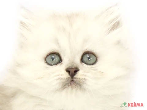 東京都のスコティッシュストレート (コジマ竹ノ塚店/2024年3月11日生まれ/女の子/シルバーパッチドタビーホワイト)の子猫