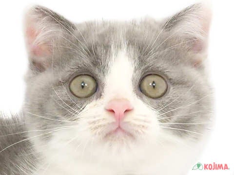 千葉県のスコティッシュフォールド (コジマ松戸店/2024年3月6日生まれ/男の子/ブルータビーホワイト)の子猫
