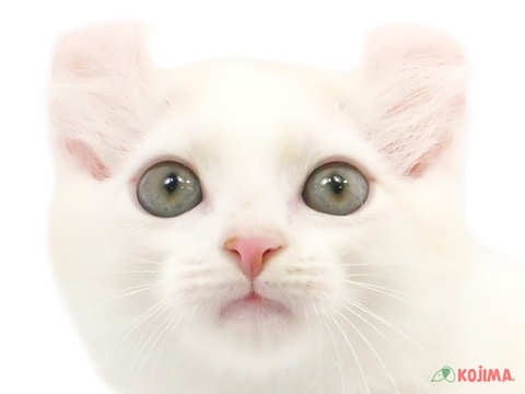 神奈川県のアメリカンカール (コジマアリオ橋本店/2024年3月12日生まれ/男の子/カメオタビーホワイト)の子猫