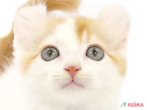東京都のアメリカンカール (コジマ国立店/2024年3月12日生まれ/女の子/レッドタビーホワイトバン)の子猫