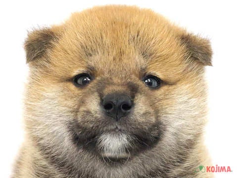 東京都の柴犬(標準サイズ) (コジマ花小金井店/2024年2月17日生まれ/男の子/赤)の子犬