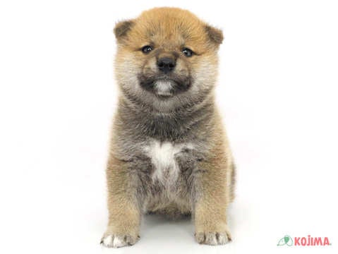 2024年2月17日生まれの柴犬(標準サイズ)の2枚目の写真