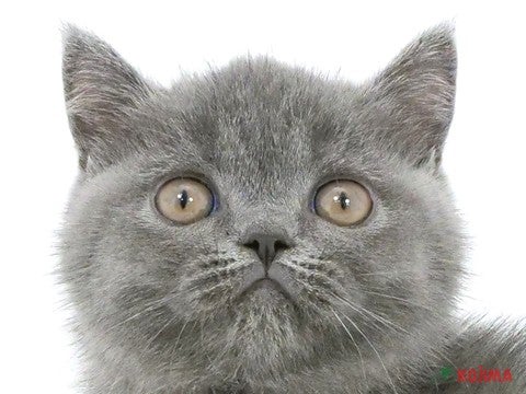 神奈川県のエキゾチック (コジマベイタウン横浜本牧店/2024年3月12日生まれ/男の子/ブルータビー)の子猫
