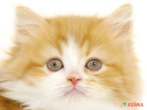 東京都のサイベリアン (コジマアリオ葛西店/2024年3月17日生まれ/男の子/レッドホワイト)の子猫