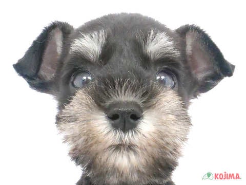 千葉県のミニチュアシュナウザー (コジマアリオ柏店/2024年3月13日生まれ/男の子/ブラックシルバー)の子犬