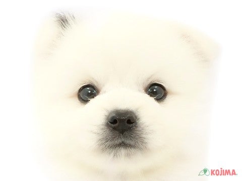 東京都のハーフ犬 (コジマ府中店/2024年3月15日生まれ/男の子/ブラックホワイト)の子犬