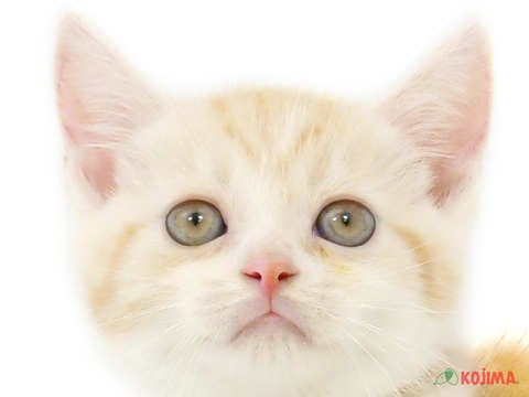 東京都のスコティッシュストレート (コジマ足立店/2024年3月16日生まれ/男の子/クリームタビーホワイト)の子猫